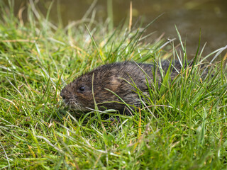 Water Vole Looking out of a Pipe over Water
