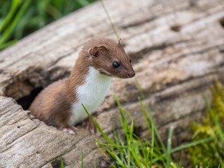 Weasel (mustela nivalis )