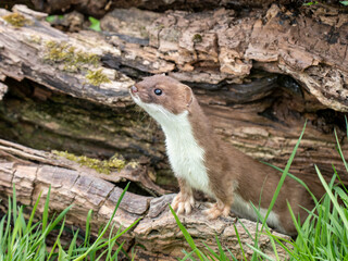 Stoat (mustela erminea) on a log