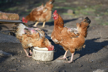 Hen eating grain in the farm yard,rural wildlife