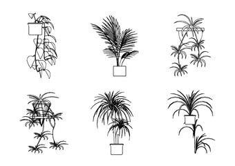 Obraz premium Exotical plants in the office, palms, monstera.
