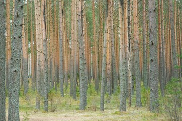 Fototapeta premium the forest of their pine trees standing hardly straight