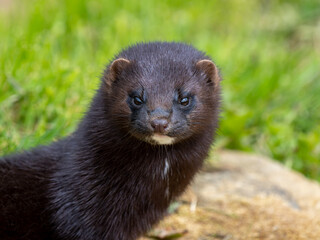 American mink. Close up of head