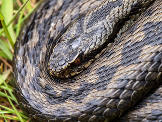 Adder Snake Curled Up