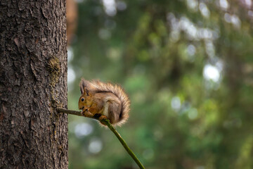 A red squirrel with a bump in its paws sits on a tree branch