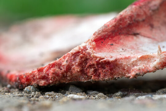 Macro. Flat animal bone (shoulder blade) chewed by dogs