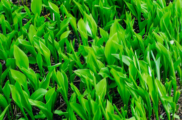 The green glade of lily of the valley in the spring forest.