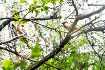 Little gray sparrow in branches of tree.