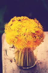 Beautiful bouquet of dandelions, close-up. © natavilman