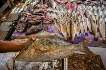 Fresh frozen sea fish on the fish  market