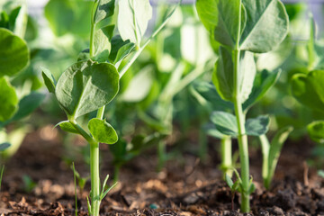 Differential focus on pea's stem and leaves growing on ground in domestic garden. Healthy and organic food planting at natural conditions.