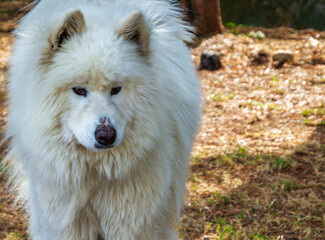 Closeup head shot of big healthy white fluffy samoyed dog standing and look direct to the camera in the meadow in the autumn season. Long fur.