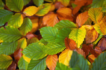 Feuilles lumineuses colorées d'automne se balançant dans un arbre dans le parc d'automne. Fond coloré d'automne, toile de fond d'automne