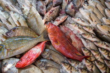 Fresh frozen sea fish on the fish  market
