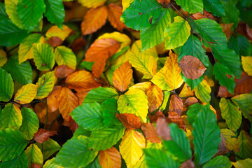 Feuilles lumineuses colorées d'automne se balançant dans un arbre dans le parc d'automne. Fond coloré d'automne, toile de fond d'automne