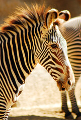 Fototapeta na wymiar Stripes of a Zebra