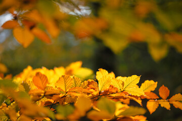 Naklejka na ściany i meble Feuilles lumineuses colorées d'automne se balançant dans un arbre dans le parc d'automne. Fond coloré d'automne, toile de fond d'automne