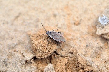 Bugs crawl on the ground, North China