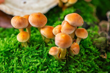 Champignons forestiers, Petits Champignons orange en automne dans la forêt