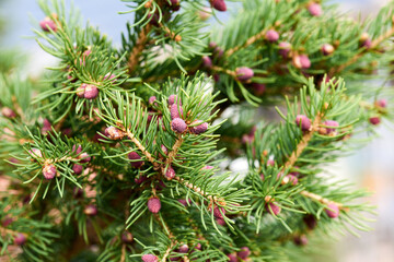beautiful green needles on a brown spruce branch