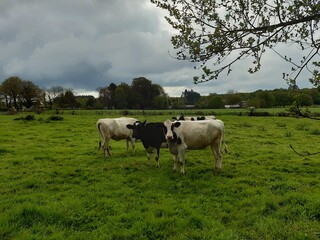 Rebaño de vacas holandesas en un prado de Vilalba, Galicia