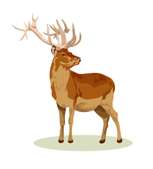 Obraz premium male and female European fallow deer. Deer brown or red deer. Wild animals of Europe, America and Scandinavia. Vector illustration of a young sika deer
