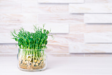 Pea microgreens are grown in a glass jar. Pea microgreens on kitchen surface with place for text