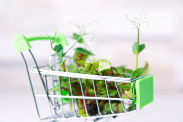 Micro greens in a mini shopping basket close-up. We buy micro greens in the supermarket
