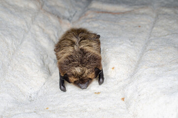 Hibernating Northern bat (Eptesicus nilssonii)