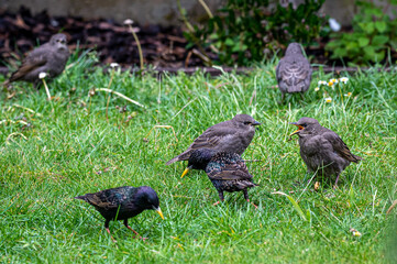 Juvenile starlings, sturnus vulgaris, flocked around adult bird demanding food