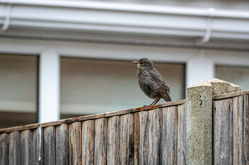 Urban wildlife as a juvenile starling, sturnus vulgaris , perches on a wooden fence