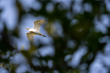 Bird In Flight under blue sky soaring above forest
