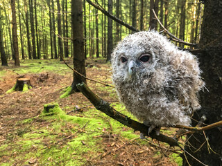 young tawny owl sitting on a branch in the forest