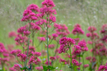 Centranthus ruber red spur valerian flowering plant, bright red pink flowers in bloom, green stem and leaves, ornamental flower
