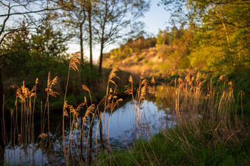 Golden sunset on river with dry grass (phragmites australis) green grass, calm water, trees in early summer.