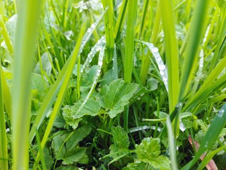 green grass with water drops