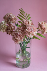 Beautiful pink carnation flowers on pink background