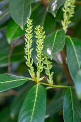 Prunus laurocerasus common english laurel evergreen shrub in bloom, white green buds