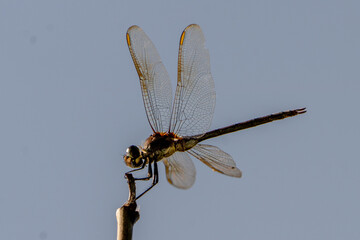 Dragonfly Perched on Branch with solid blue background