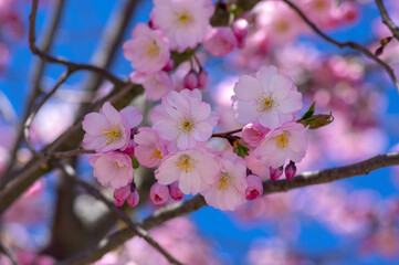 Prunus sargentii accolade sargent cherry flowering tree branches, beautiful groups light pink petal flowers in bloom and buds