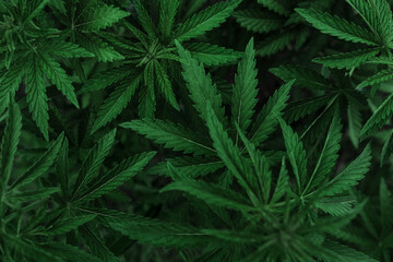  marijuana  background. bush cannabis.
