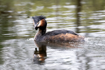 beautiful Great crested grebe with duckling swimming on calm lake