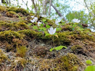 moss growing on the ground