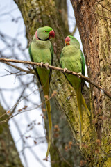 view of green parakeets (Psittacula krameri) perching on blooming tree