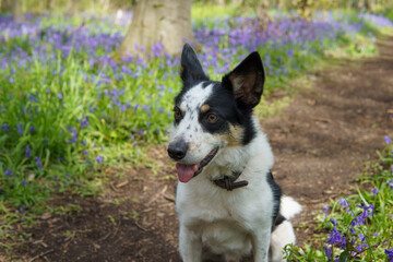 Border collie dog