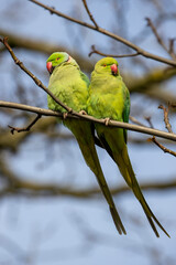 view of green parakeets (Psittacula krameri) perching on blooming tree