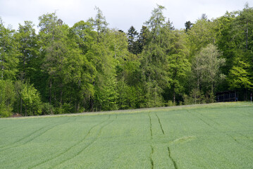 Obraz premium Scenic landscape view at with agriculture field and forest in the background at City of Zurich at springtime. Photo taken May 18th, 2021, Zurich, Switzerland.
