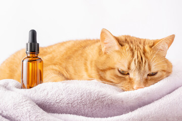 Depressed ginger cat and a vial of medicine with dropper. Mock-up of bottle with herbal treatment....