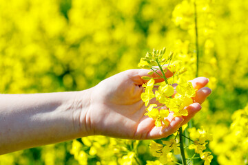 yellow rape field. Female hand holding flowers, Agricultural crops - obrazy, fototapety, plakaty