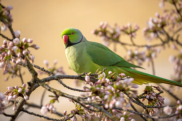 view of green parakeet (Psittacula krameri) perching on blooming tree - obrazy, fototapety, plakaty